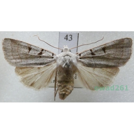 Eugnorisma glareosa (Esper, 1788) Czech43